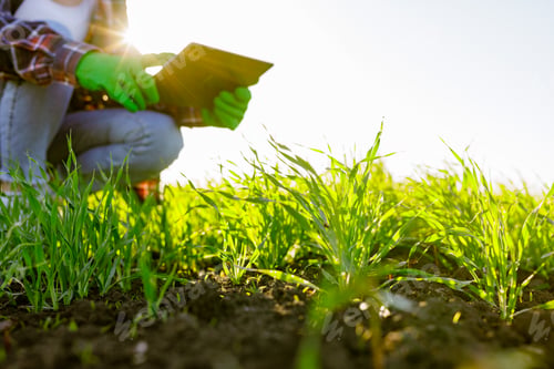 Preview: female agronomist with a digital tablet in her hands checks young shoots in the field