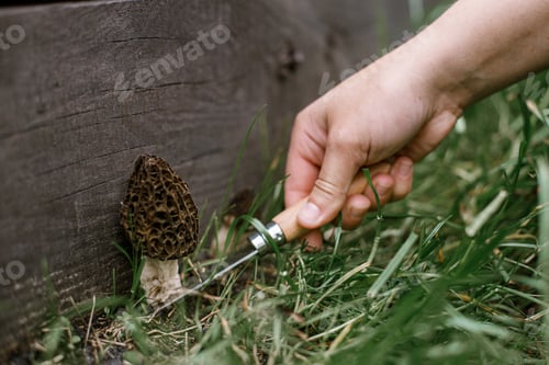 Preview: Hand with knife gathering morchella mushrooms close up