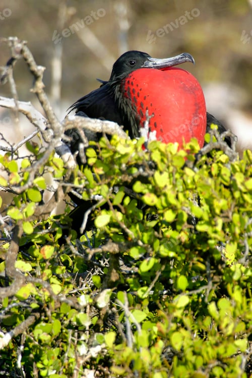 Preview: Magnificens Frigatebird, Galapagos National Park, Ecuador