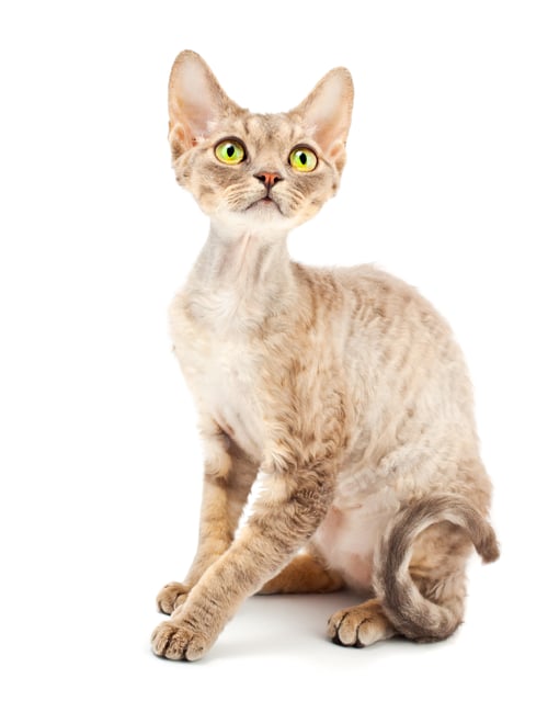 Preview: Cat Devon Rex