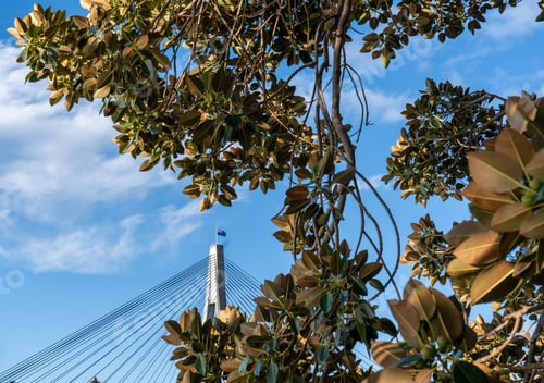 Preview: Anzac bridge in Sydney Australia with city backdrop at sunset