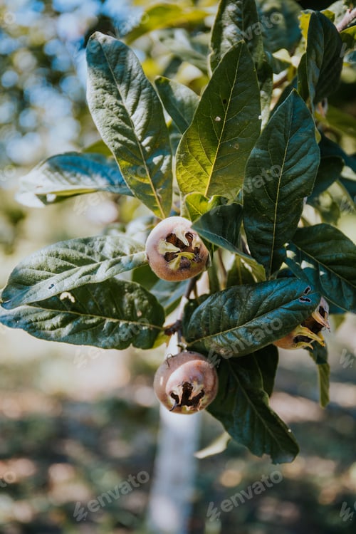 Preview: Selective focus of common medlar fruits on tree branches against a blurred background