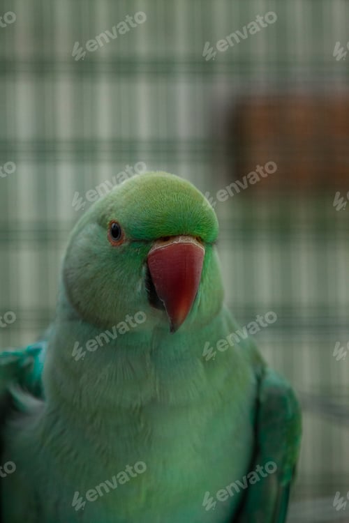 Preview: Cute tame parrot