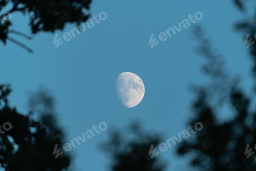 Preview: Waxing moon in the sky above trees in the night forest