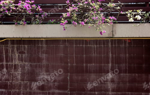 Preview: House wall with bougainvillea flowers