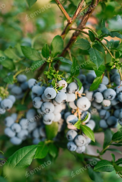 Preview: Ripe Bunch of Blueberries Hanging from a Bush Ready to be Picked