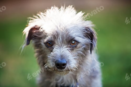 Preview: Small Terrier Crossbreed Dog in Sunlight