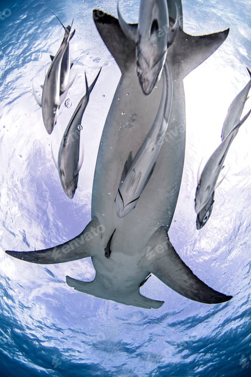 Preview: Great hammerhead shark, Alice Town, Bimini, Bahamas