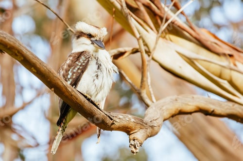 Preview: Kookaburra at Hanging Rock in Australia