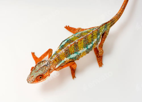 Preview: Chameleon Furcifer Pardalis