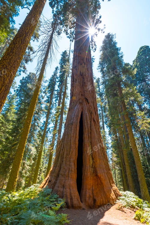 Preview: A giant Sequoia with the sun in the background in Sequoia National Park