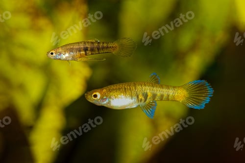 Preview: Live bearer fishes Neoheterandria elegans in freshwater aquarium