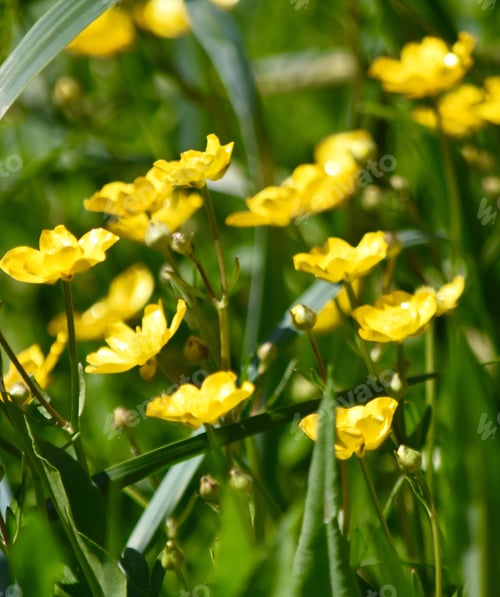 Preview: Lemony buttercups facing the sun