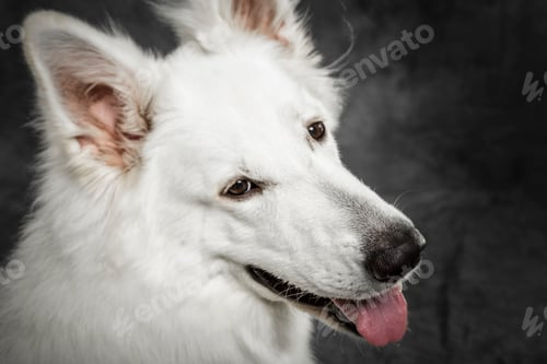 Preview: Studio portrait of an expressive White Swiss Shepherd dog