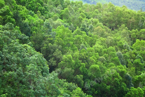 Preview: Forest from top view