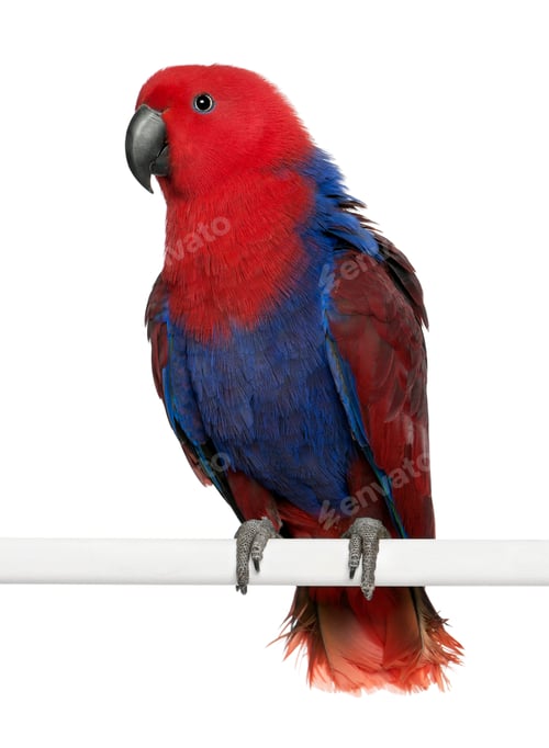 Preview: Portrait of Female Eclectus Parrot, Eclectus roratus, perching in front of white background