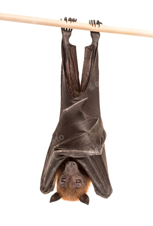 Preview: Lyle's flying fox hanging from a branch, Pteropus lylei, isolate