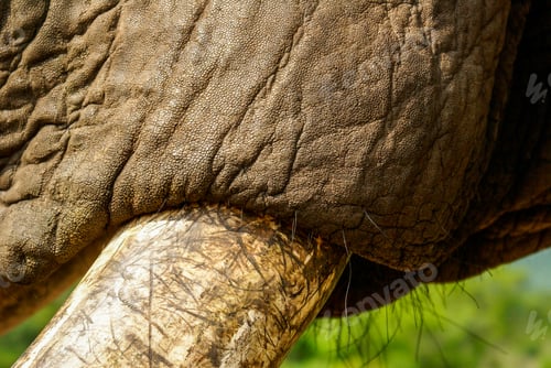 Preview: A close up of the base of an elephant's trunk, Loxodonta africana