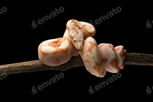 Preview: Snake red-tailed boa hanging on a branch isolated on black background