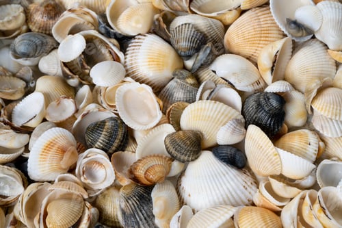 Preview: Summer background pattern from seashells. Shell close-up. Ocean coast. Seashells background.