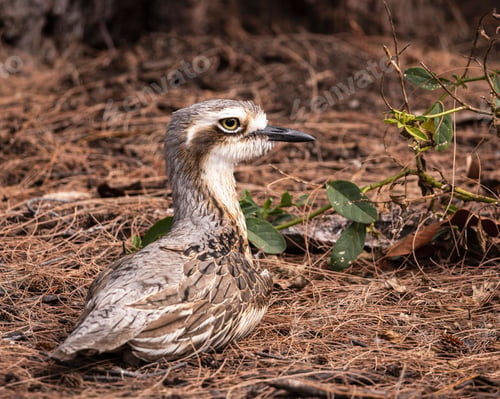 Preview: Bush Stone Curlew on Magnetic Island near Townsville in Far North Queensland, Australia