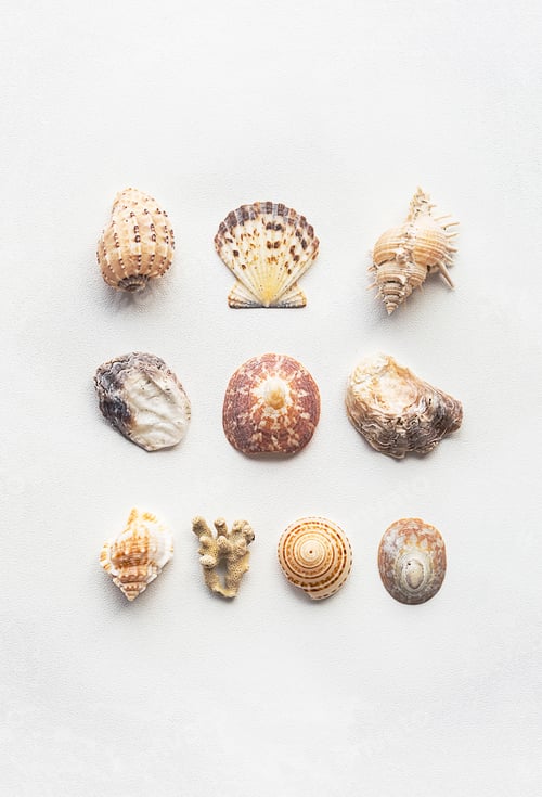 Preview: Sea shells marine aesthetic. Poster for modern interior.