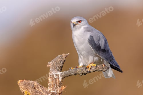 Preview: Black Winged Kite on Bright Background
