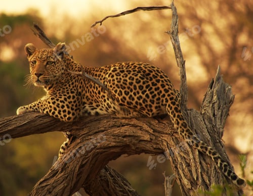 Preview: A Beautiful Botswana Wildlife in picture of World