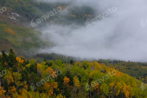 Preview: This photograph captures a breathtaking view of a mixed forest