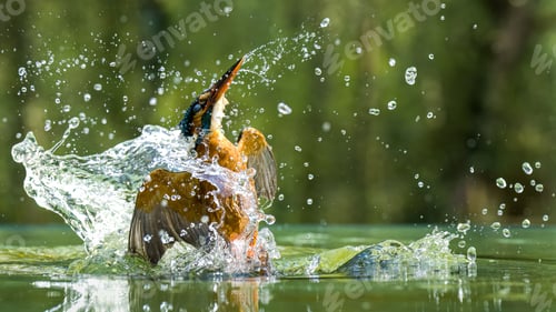 Preview: Closeup shot of a Kingfisher (Alcedinidae) hunting in the water splashing it around