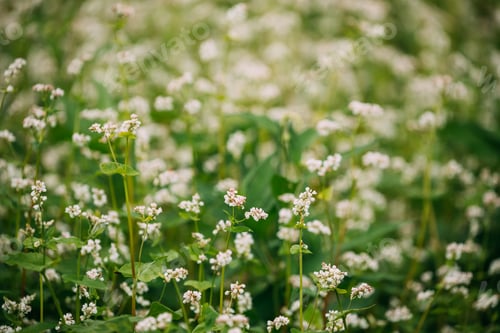 Preview: Young Fagopyrum Flowering plant in Summer Day. Close up. Green manure From Family Polygonaceae