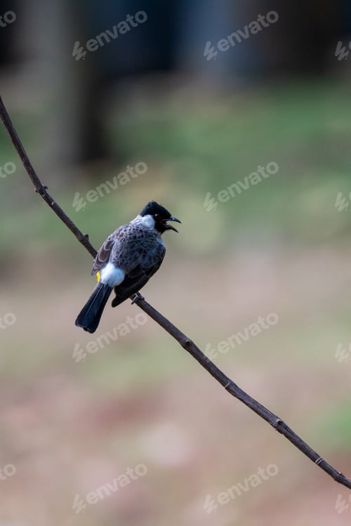 Preview: Alert bird perched on a branch outdoors