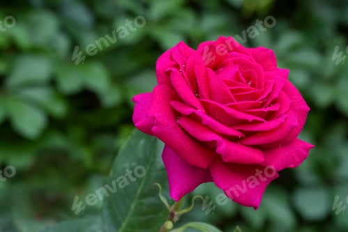 Preview: Bush with beautiful blooming rose in garden on sunny day, closeup. Space for text