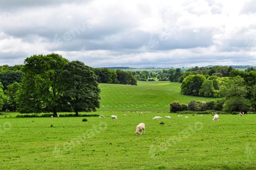 Preview: Rural landscape with animals grazing the grass on a cloudy day