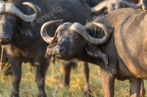 Preview: Herd of African Buffalos grazing in a lush green field in Botswana Safari.