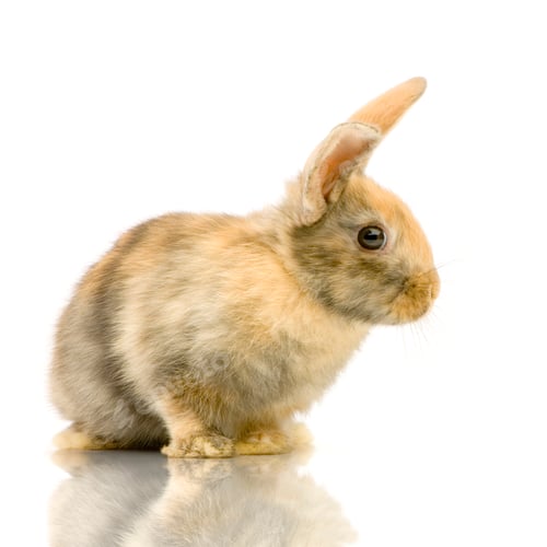 Preview: Rabbit
