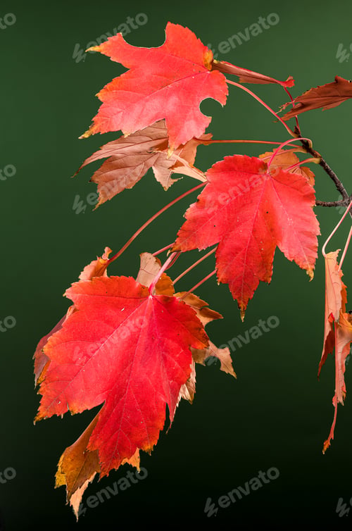 Preview: Red Maple Leaves on green Background