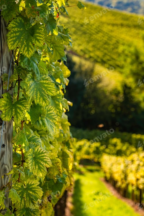Preview: Styrian Tuscany Vineyard in autumn near South Styria, Rabenland