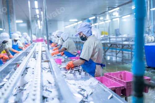 Preview: Workers in a food processing plant sorting fish on a conveyor belt