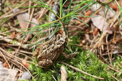Preview: An image of a Canadian Toad sunning itself on some moss along the shores of Lake Superior.