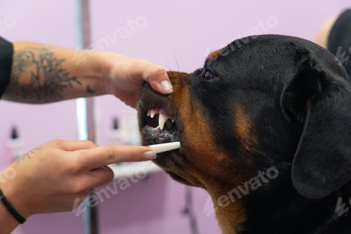 Preview: Women's hands brushing the teeth of a Rottweiler