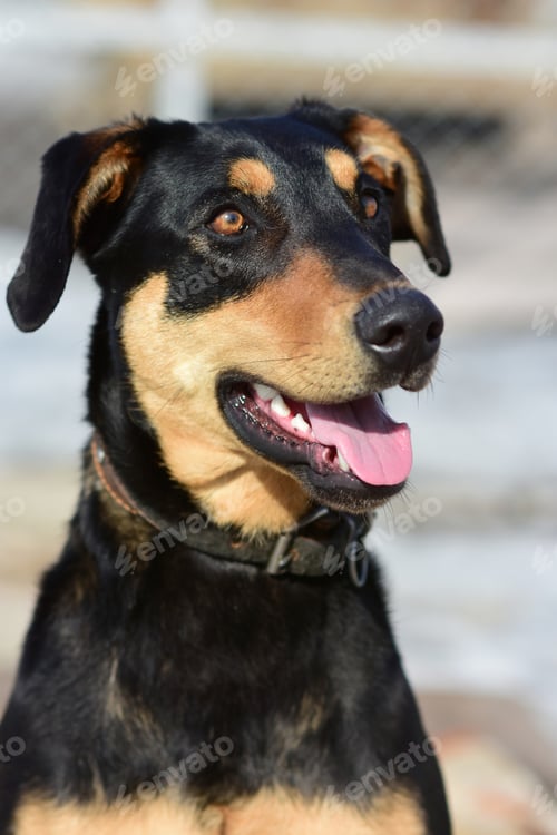 Preview: Portraits of a stray dog in the morning sun on the city path