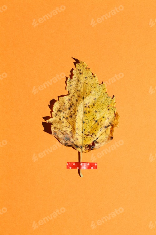 Preview: yellow old leaf on orange background. autumn flat lay concept.