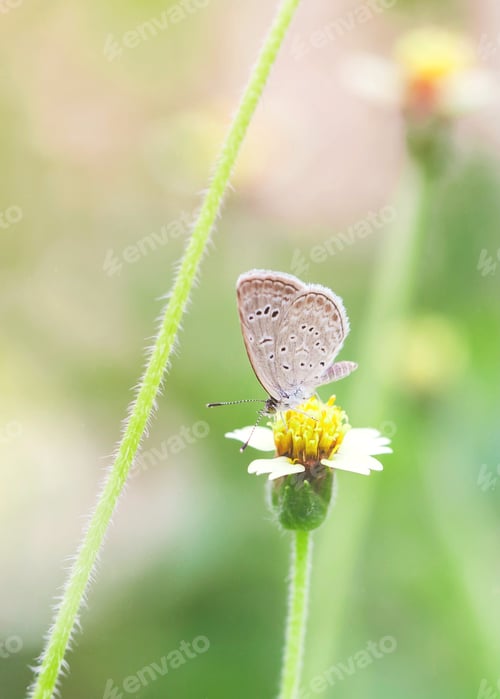 Preview: The common blue butterfly on a white flower