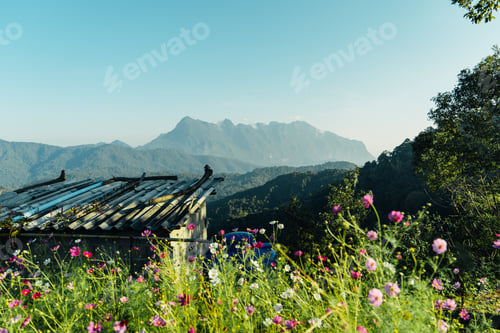 Preview: yellow flowers on the mountain in the morning,lower fields on the mountain