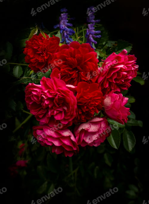 Preview: Beautiful roses on dark background. Lush bush of pink roses with dark vignette