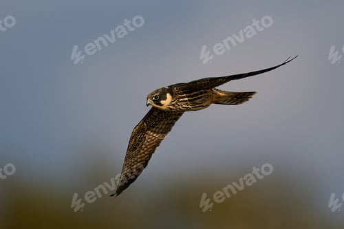 Preview: Eurasian hobby (Falco subbuteo)