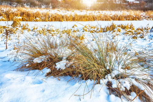 Preview: Frosty sunset with snow-covered bushes and grass during winter time.