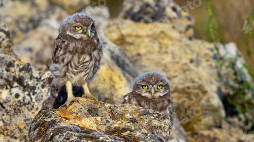 Preview: Little Owl