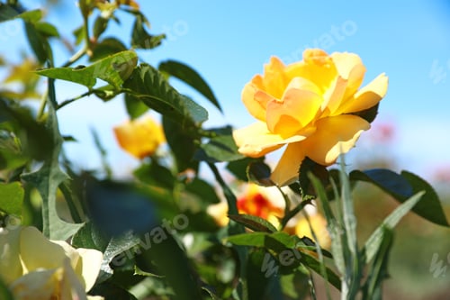 Preview: Beautiful rose in blooming garden on sunny day